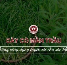Cây cỏ mần trầu và 8 công dụng tuyệt vời cho sức khỏe